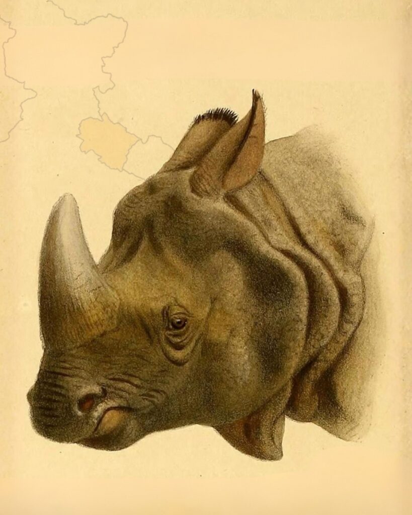 Rhinos in Uttarakhand